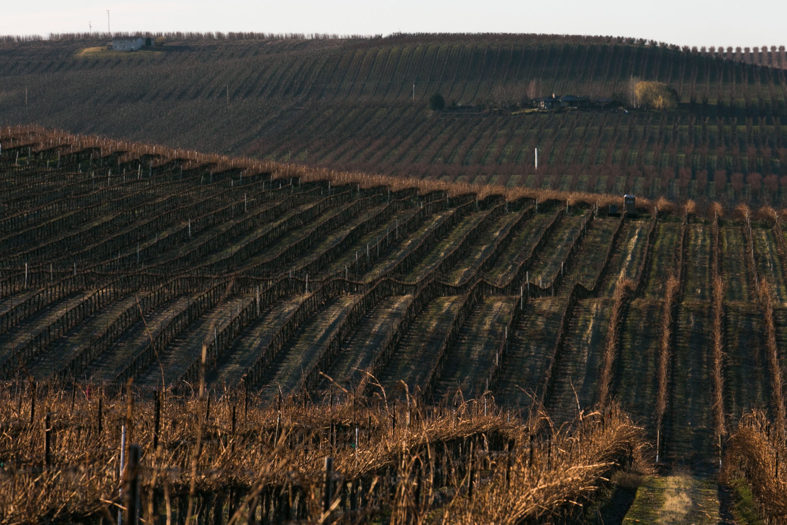 vineyard-YH-022416-3.jpg